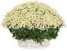 Цветочная композиция из Ромашки в корзине #REPLACE_PRED# Липовцах